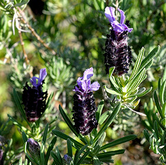 Schopflavendel (Lavandula stoechas)