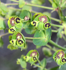 Palisaden-Wolfsmilch (Euphorbia characias)