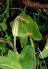 Krummstab (Arisarum vulgare)