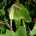 Krummstab (Arisarum vulgare)