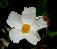 Rose in the Mediterranean Biome