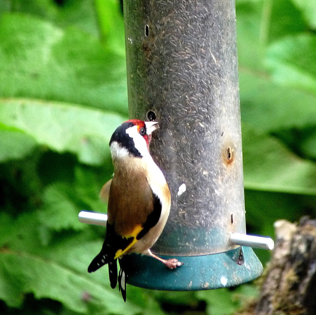 Goldfinch