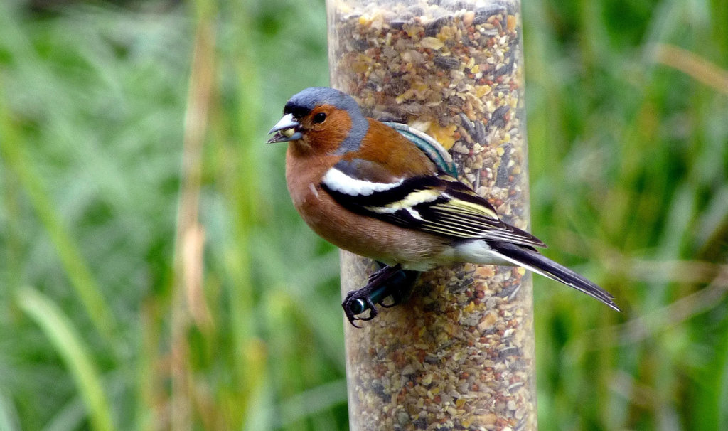 Chaffinch