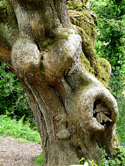 Gnarled Tree