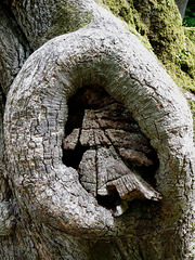 Tree Trunk Detail