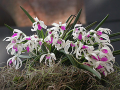 Orchidées du Brésil