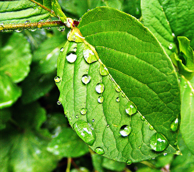 Natures magnifying glasses