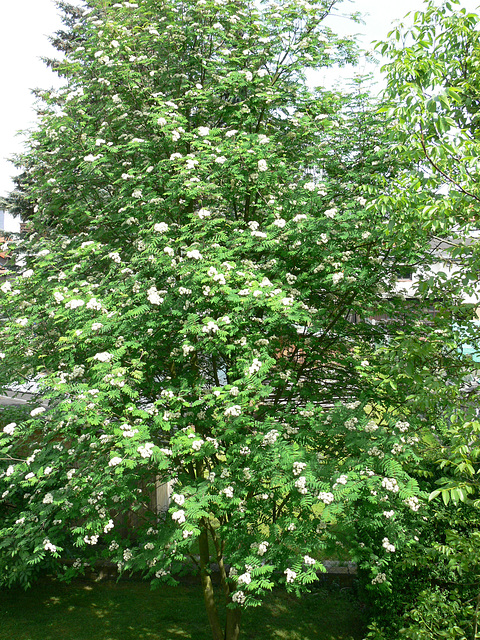 Vogelbeerbaum bzw. Eberesche