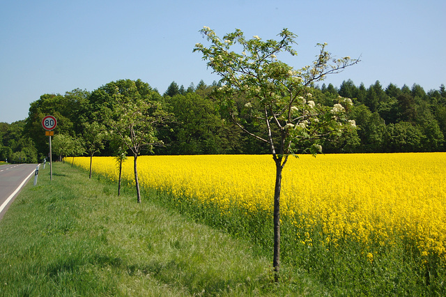 Kolzoflortempo