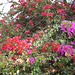 Grand Canaria - Blütenpracht