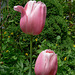 Tulpen in Nachbars Garten
