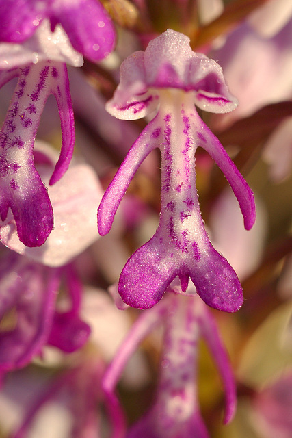 Orchis militaris