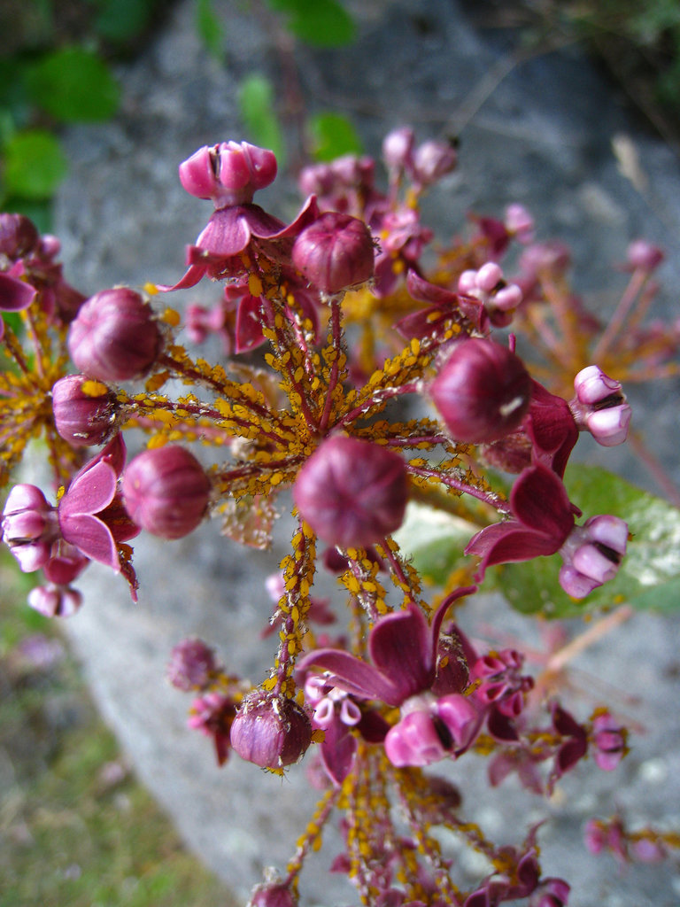 Aphids (2631)
