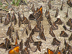 Butterflies (0239)