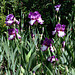 Iris Mariposa Autumn (2)