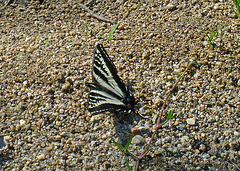 Butterfly (2593)