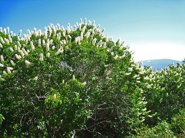 California Buckeye (2510)