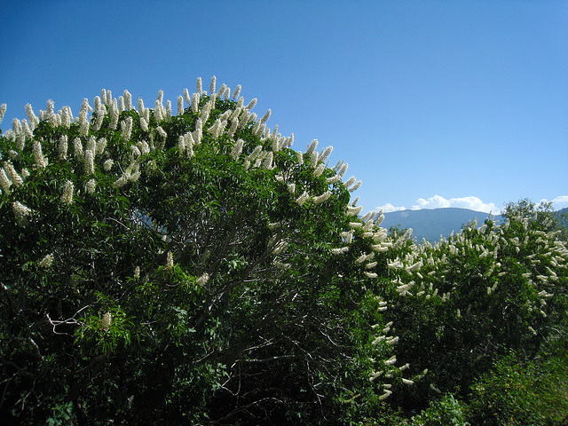 California Buckeye (2511)