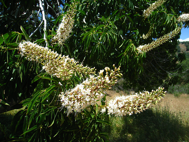 California Buckeye (2586)