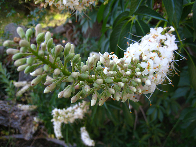 California Buckeye (2598)