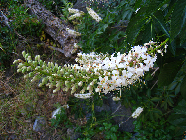 California Buckeye (2599)