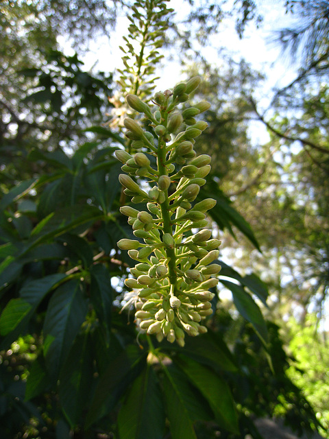 California Buckeye (2601)