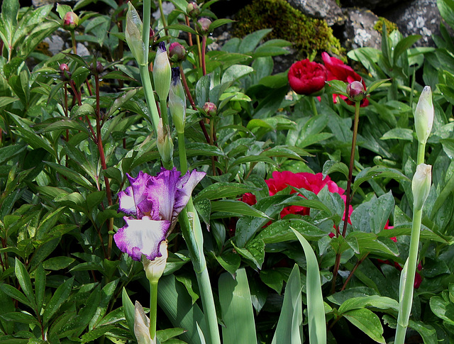 Iris Mariposa Autumn sur fond de pivoine