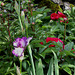 Iris Mariposa Autumn sur fond de pivoine