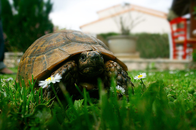 Turtle compagny "pâquerette paradise"