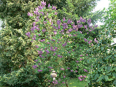 Flieder - lilac -lilas