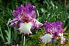Iris Footlose