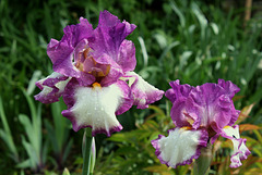 Iris Footlose