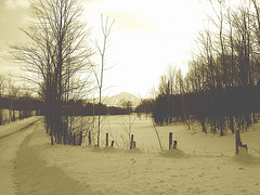 Paysages d'hiver / Winter landscape  - Abbaye de St-Benoit-du-lac  /  7 février 2009.- Sepia
