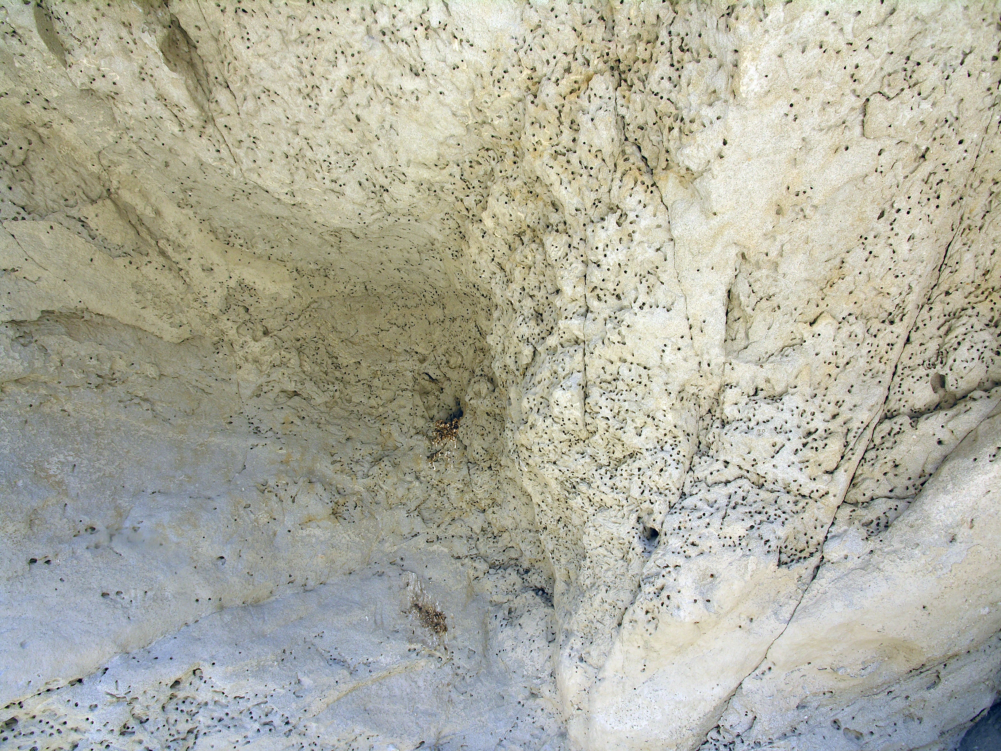 Termite Holes (8325)