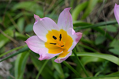 Felsentulpe (Tulipa saxatilis)