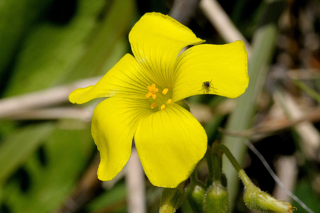 Linum elegans