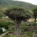 Dragon Tree, Espagne