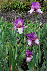 Iris Footlose (2)