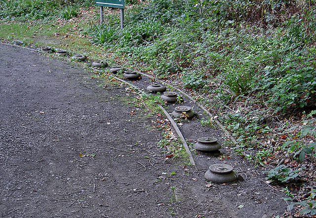 Mushrooms? Mushrooms?