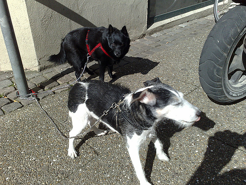 Dogs