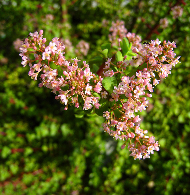 Jade Flowers (2925)