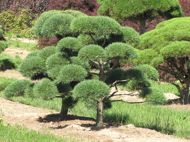 Pinus Sylvestris