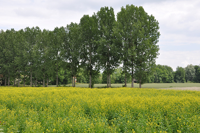 CAMPAGNE SEINE ET MARNE