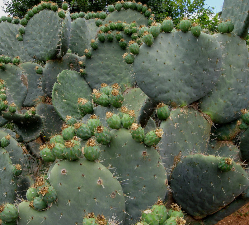 Algarve, Zoo Garden of Lagos, kindergarten