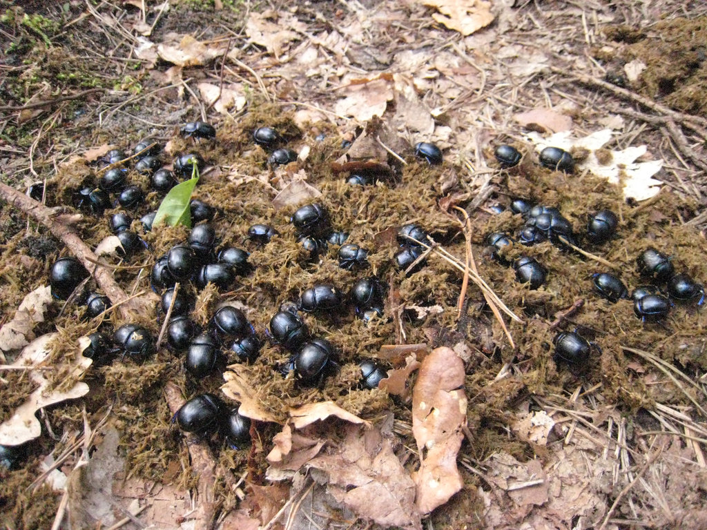 Randonnée en forêt de Fontainebleau