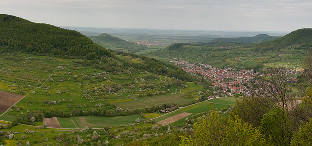 Kirschblüte