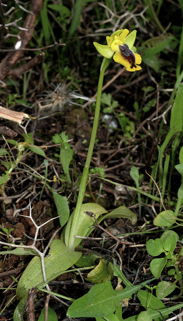 PIP Phrygana-Ragwurz (Ophrys phryganae)