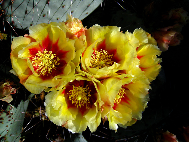 Cactus Flowers (2424)