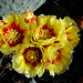 Cactus Flowers (2424)
