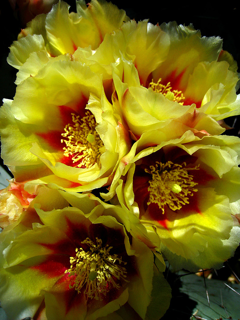 Cactus Flowers (2425)